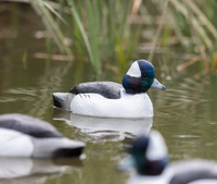 Tanglefree Migration Edition Bufflehead Decoys Foam Filled